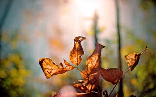 Illustration for article titled Shooting Challenge Fall Leaves Gallery 1
